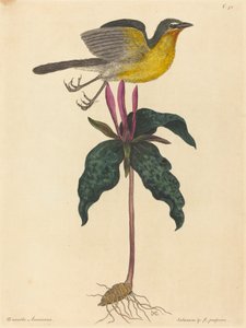 Der Gelbbrustsänger, veröffentlicht 1754 von Mark Catesby