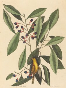 Die Gelbe Meise (Motacilla trochilus)