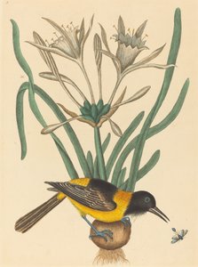 Der gelbe und schwarze Pye (Oriolus Icterus)