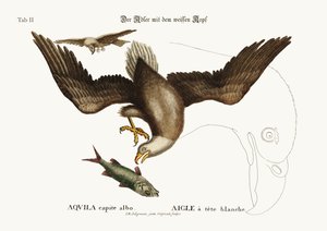 Der Weißkopfseeadler, 1749-73