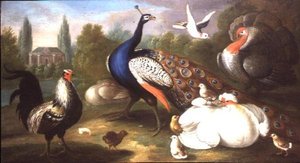Ein Pfau, Truthahn, Henne, Hahn und Taube an einem Fluss