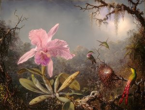 Cattleya Orchidee und drei Kolibris