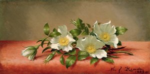 Cherokee-Rosen, 1889 von Martin Johnson Heade