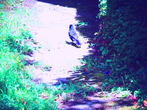 Amselspaziergang im Juli von Martina Konitzky