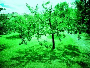 Apfelbäume