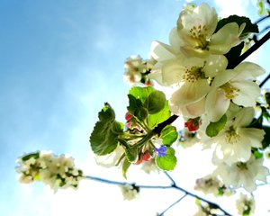 Baumblüten1