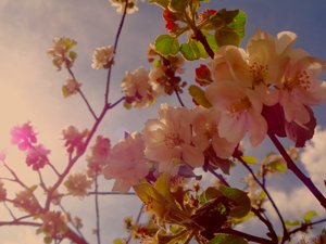 Baumblüten2