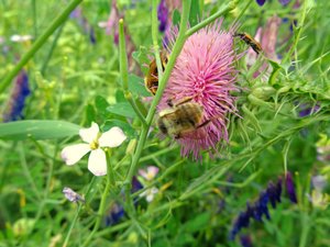Bienen