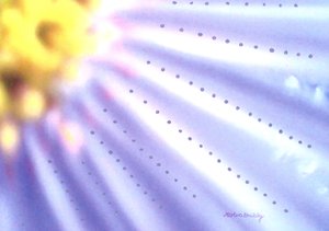 Blaue Blume von Martina Konitzky