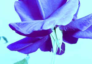 Blaue Rose