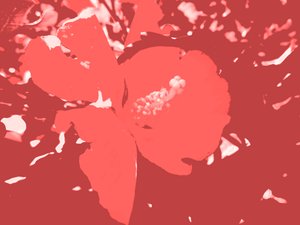 Blüte