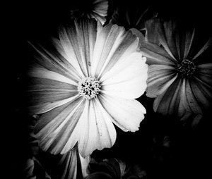 Grau