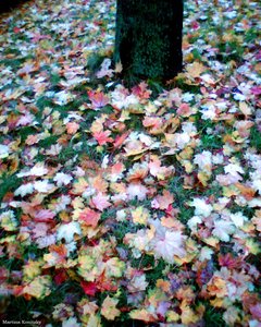 Herbst