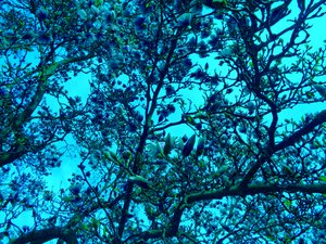 Magnolien blau von Martina Konitzky