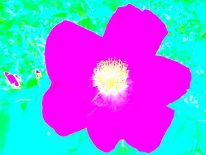 Popart Hommage Andy Warhol