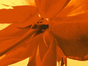 Rosenblüte