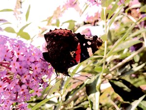 Schmetterling
