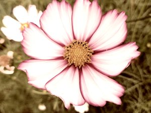 Sommernachmittag