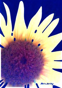 Sonnenblume Dunkelblau