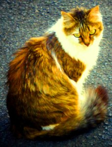 Sternchen