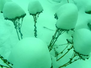 Winter Minze
