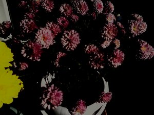 Chrysanthemen5 von Martina Konitzky