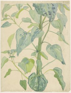 Stängel und Blätter einer Sonnenblume von Martinus van Andringa