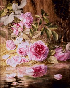 Blairie Rosen von Mary Elizabeth Duffield