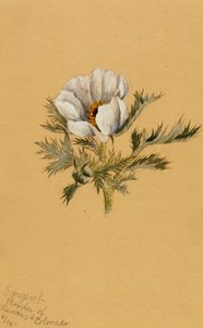 (Ohne Titel) (Blumenstudie) von Mary Vaux Walcott