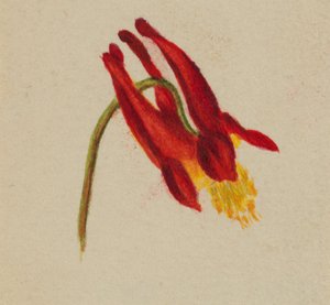 (Ohne Titel) von Mary Vaux Walcott