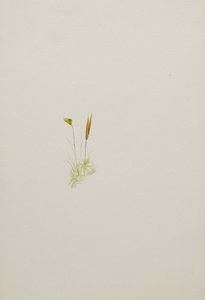 (Ohne Titel--Blumenstudie)