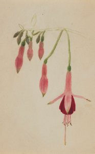 (Ohne Titel--Blumenstudie)