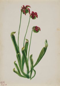 (Ohne Titel - Blumenstudie)