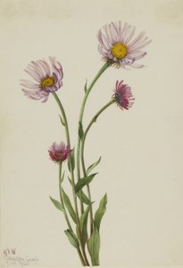 Alaska-Berufkraut (Erigeron salsuginosus) von Mary Vaux Walcott