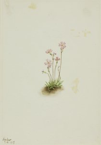 Alberta-Primel (Primula maccalliana)