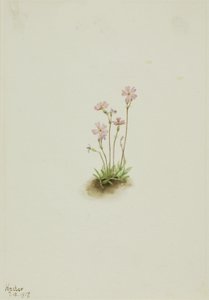 Alberta Primel Primula maccalliana, 1917