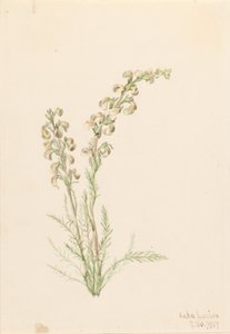 Alpines Farnleben (Pedicularis contorta) von Mary Vaux Walcott