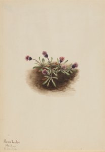 Alpen-Berufkraut (Erigeron unalaschcensis)