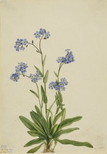 Alpen-Vergissmeinnicht (Myosotis alpestris)