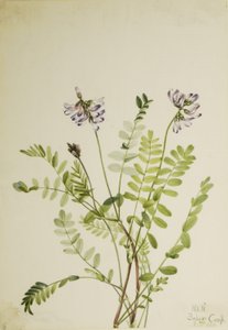 Alpen-Tragant (Astragalus alpinus)