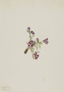 Alpen-Spitzkiel (Oxytropis podocarpa) von Mary Vaux Walcott