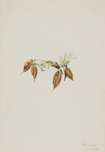 Alpen-Spitzkiel (Oxytropis podocarpa)