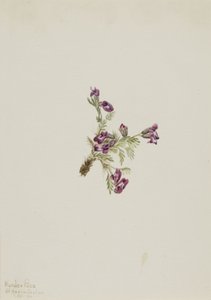 Alpen-Spitzkiel Oxytropis podocarpa, 1916 von Mary Vaux Walcott