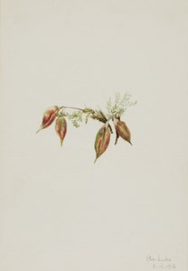 Alpen-Spitzkiel Oxytropis podocarpa, 1918