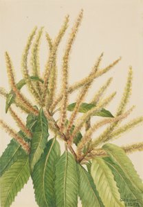 Amerikanische Kastanie Castanea dentata, 1932