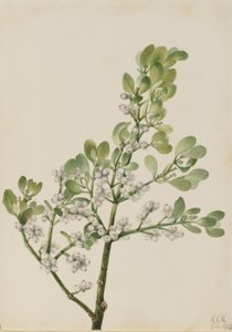 Amerikanische Mistel (Phoradendron flavescens) von Mary Vaux Walcott