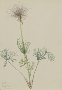 Amerikanische Küchenschelle (Pulsatilla ludoviciana)