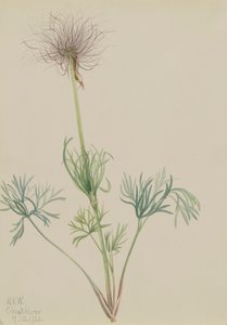 Amerikanische Küchenschelle Pulsatilla ludoviciana, 1920