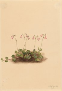 Amerikanische Zwillingblume von Mary Vaux Walcott