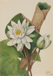 Amerikanische Seerose Castalia odorata, 1920 von Mary Vaux Walcott